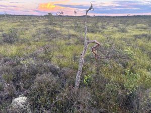 Neue geführte Tour! Moorlandschaft Svänö